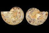 Cut & Polished Agatized Ammonite Fossil- Jurassic #131634-1